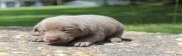Labrador Retriever dogs for sale: Beau - Ad 4