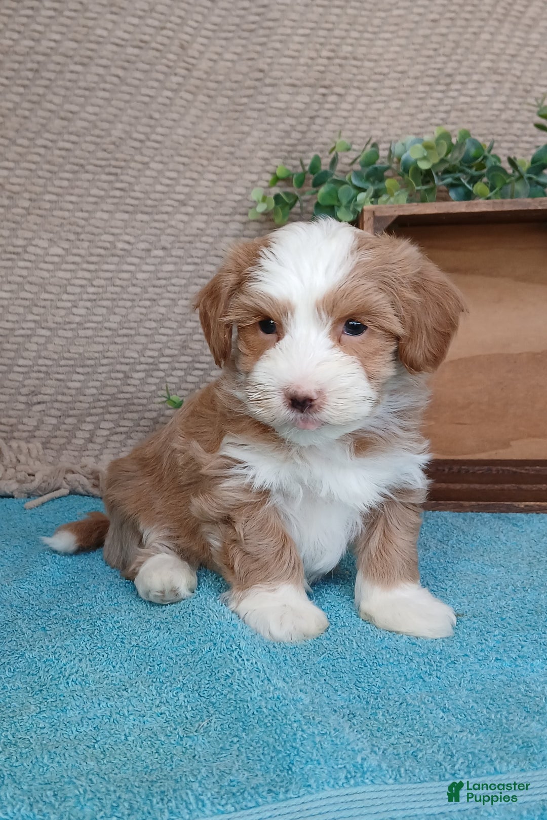 Havanese dogs for sale: Monroe - Ad 3