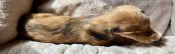Miniature Dachshund dogs for sale: Coco Bean of St. Wiggles - Ad 7