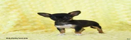 Chihuahua dogs for sale: Rosebud - Ad 5