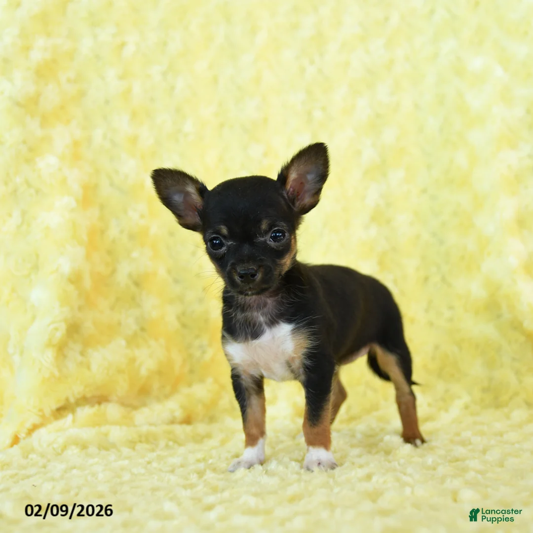 Chihuahua dogs for sale: Rosebud - Ad 5