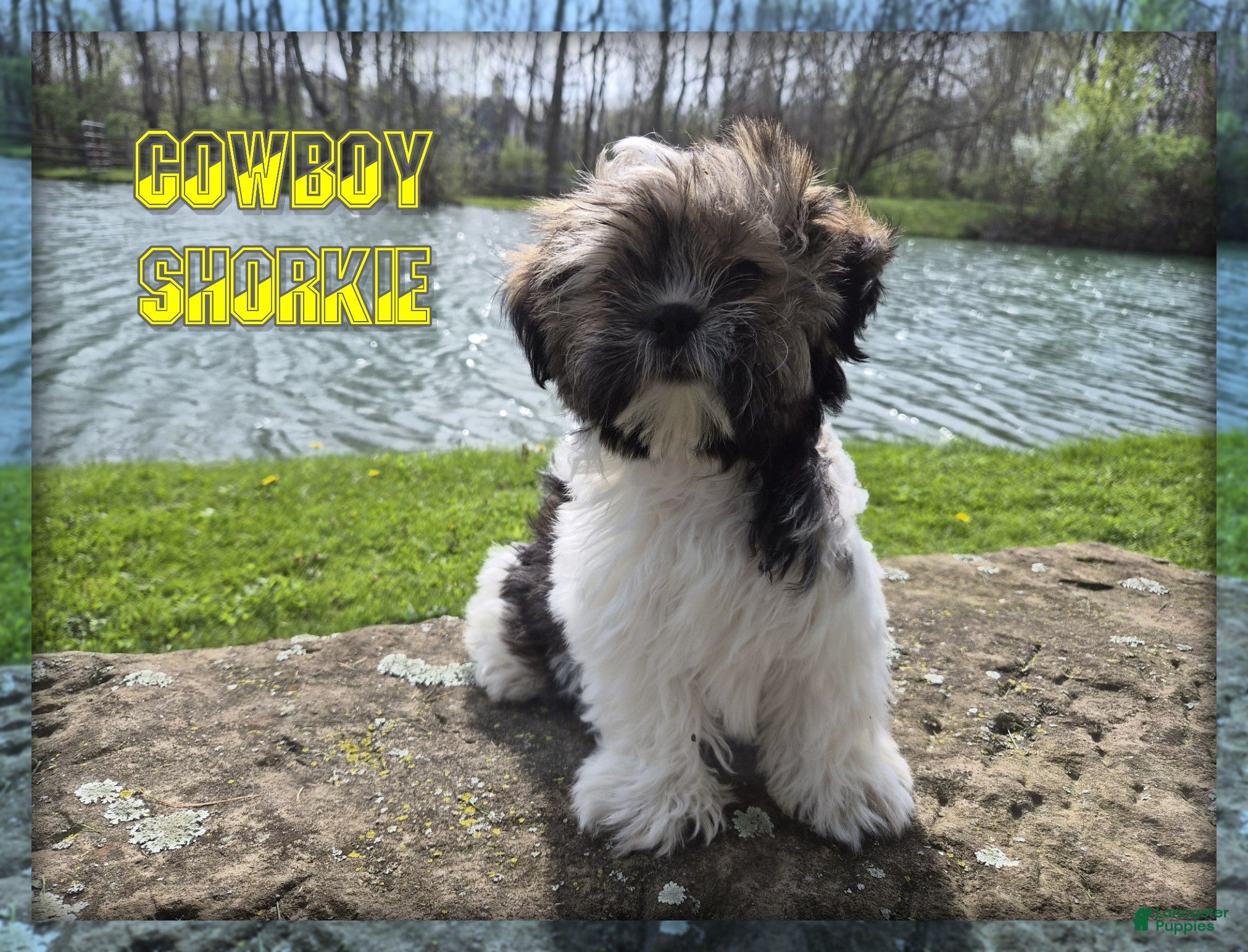 Shorkie dogs Cowboy - Ad 1