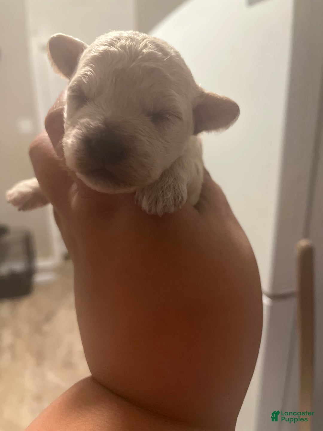 Bichpoo dogs for sale: Harlow - Ad 1