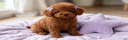 Toy Poodle dogs for sale: Toy Poodle 1 - Ad 3