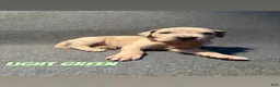 Great Dane dogs for sale: Light green collar - Ad 2