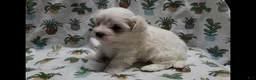 Maltipoo dogs for sale: Fern - Ad 10