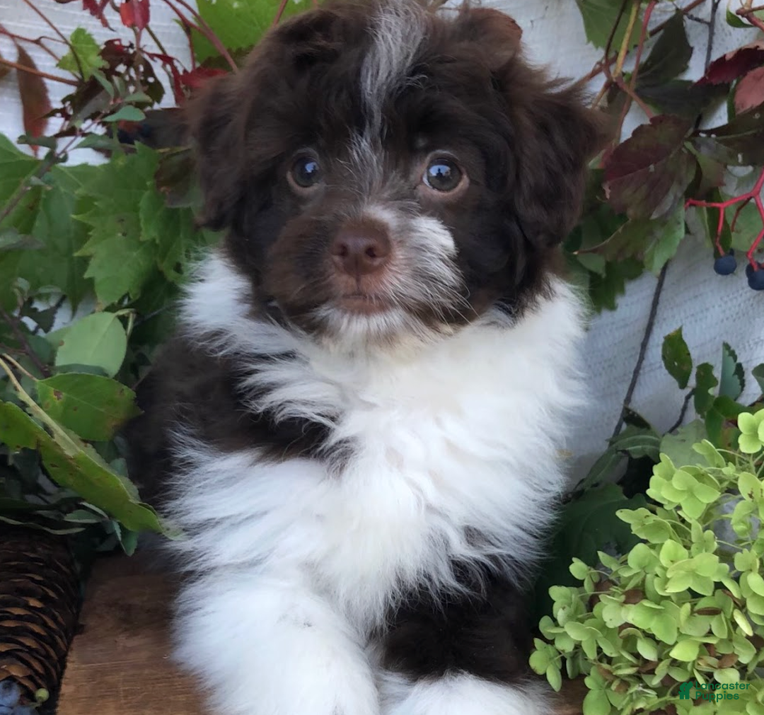 Pomapoo dogs for sale: Quincy - Ad 2