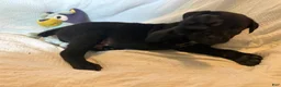Cane Corso dogs for sale: Dean AKC green collar - Ad 34