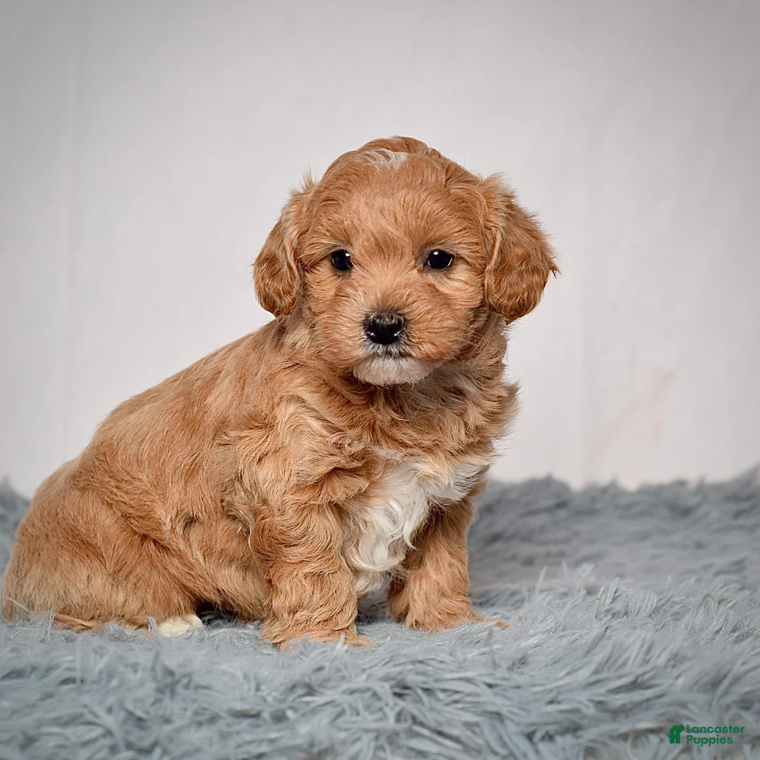 Mini Goldendoodle dogs for sale: Ms. Annie - Ad 5