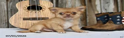 Chihuahua dogs for sale: Nugget - Ad 4