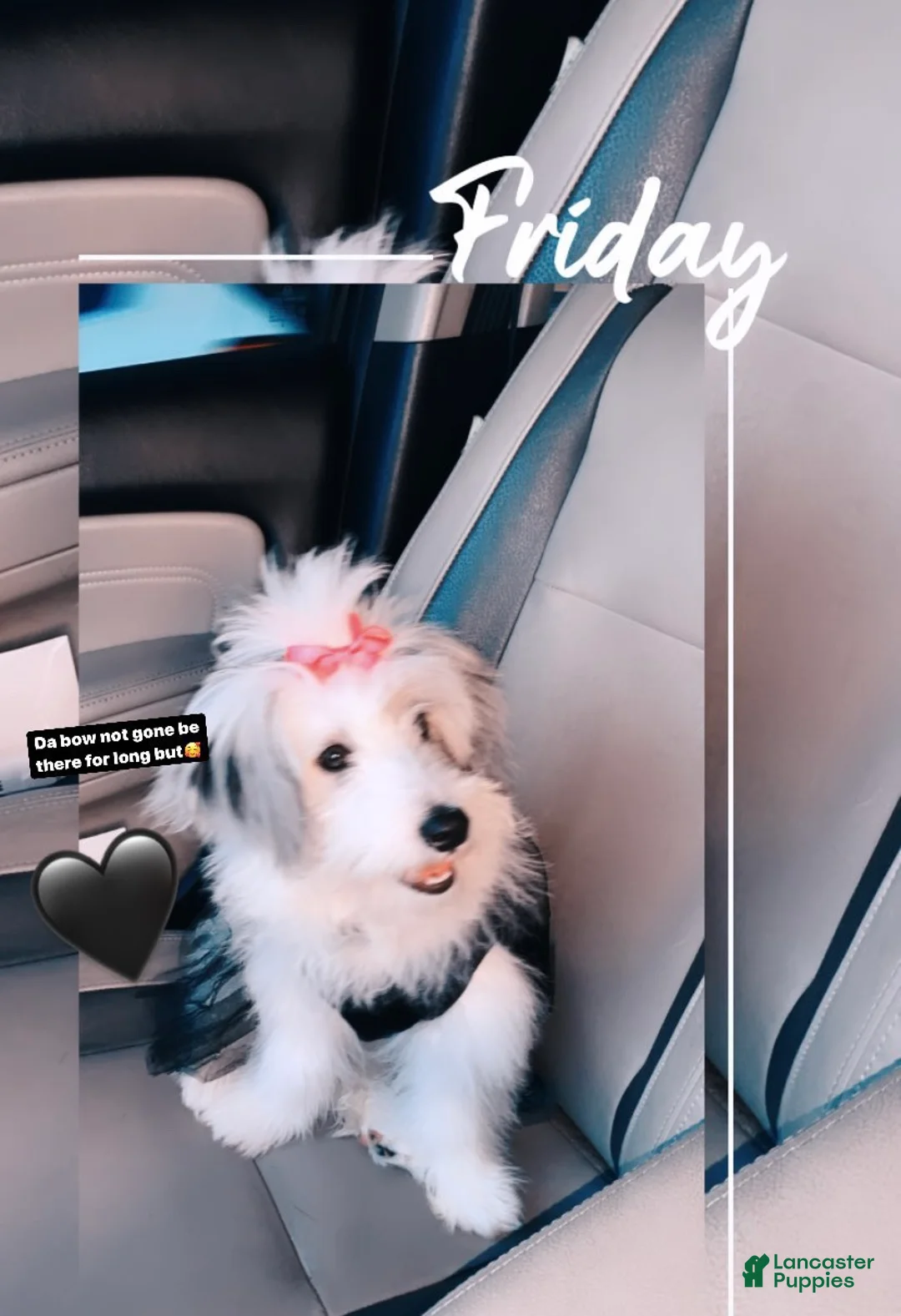 Eskipoo dogs for sale: Lola C, Wheelings - Ad 1