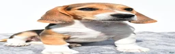 Beagle dogs for sale: Marty - Ad 4