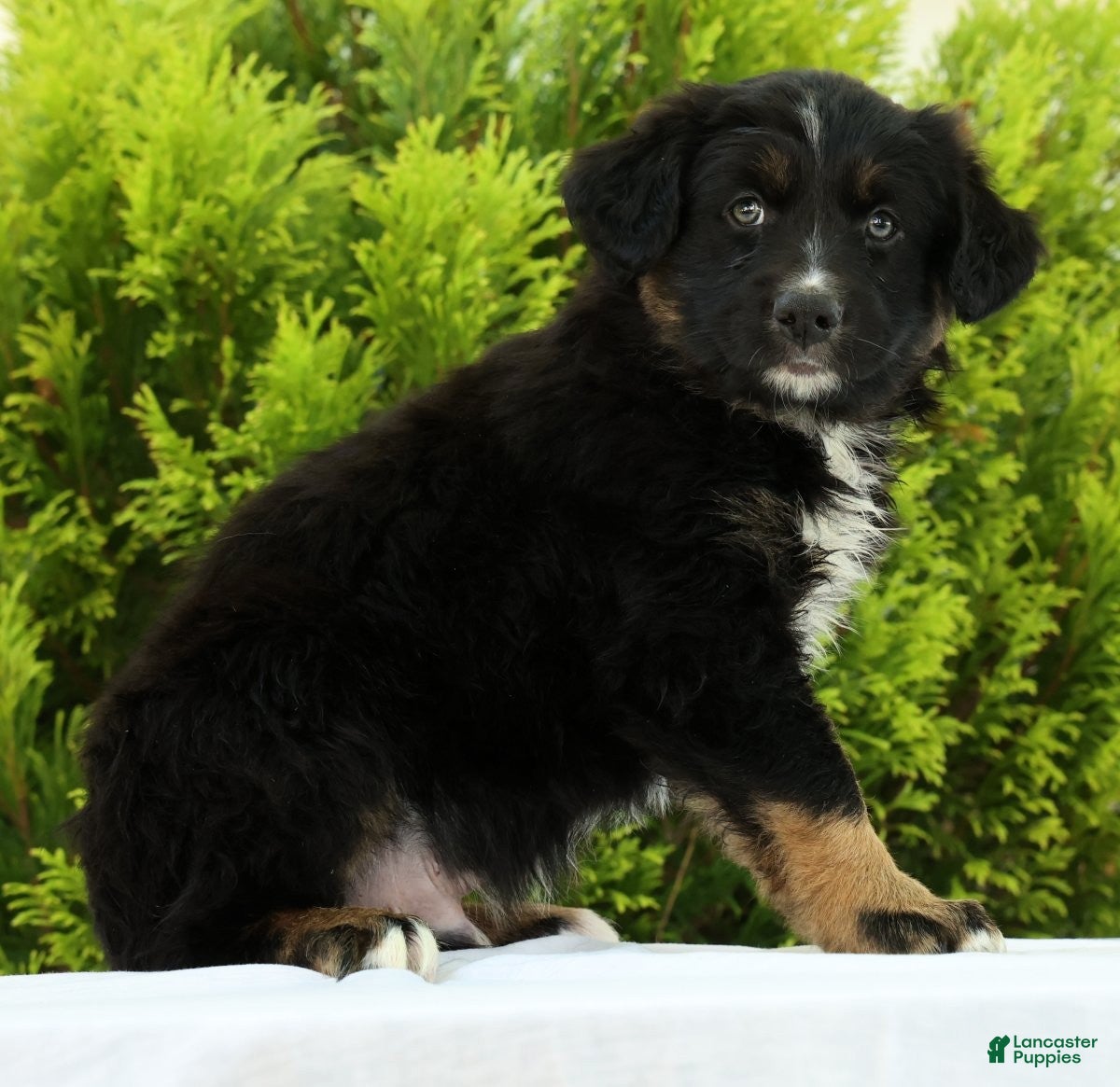 Australian Shepherd dogs for sale: Skyler - Ad 3