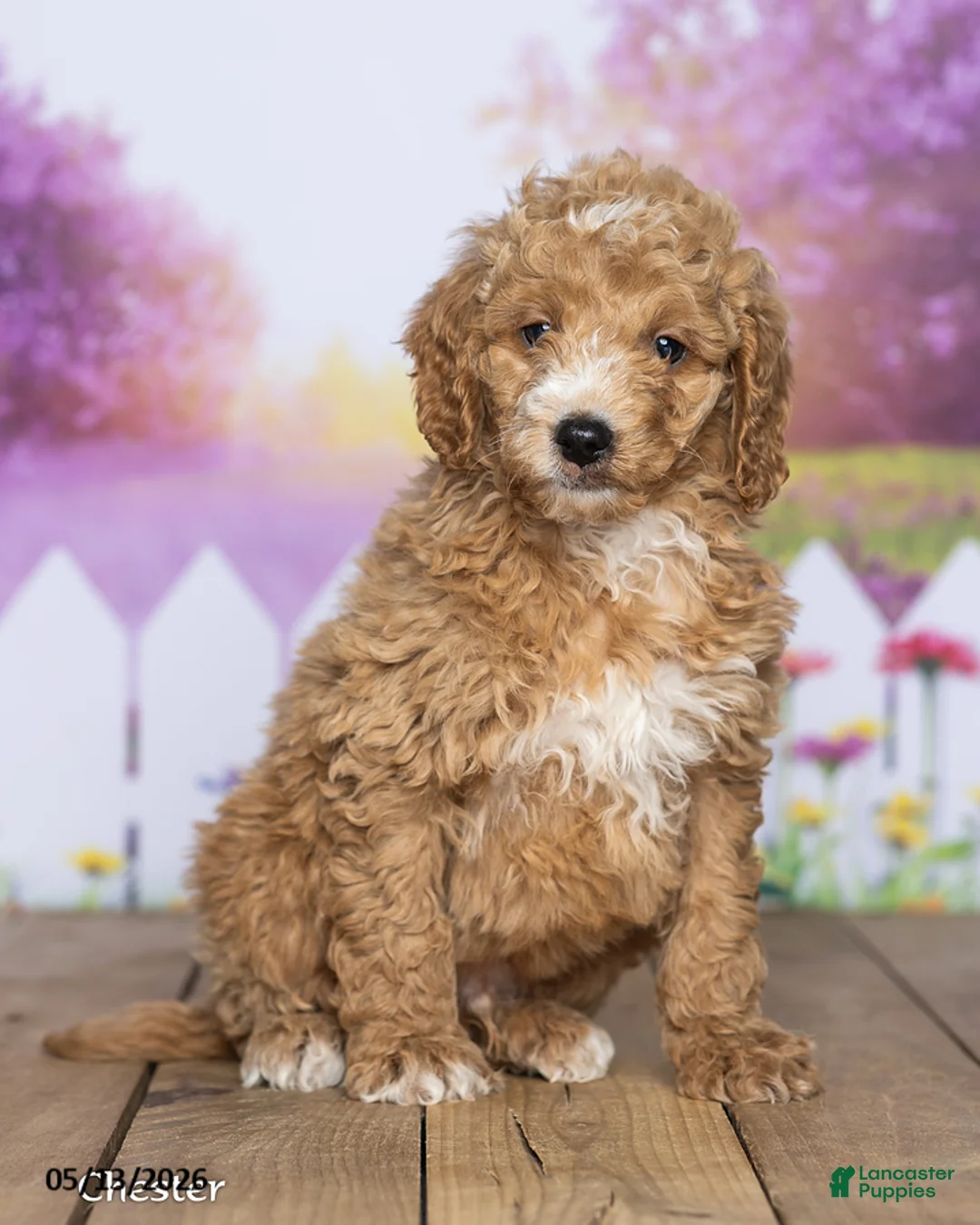 Mini Goldendoodle dogs for sale: Chester - Ad 1