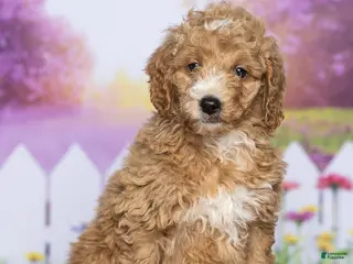 Mini Goldendoodle dogs for sale: Chester - Ad 4