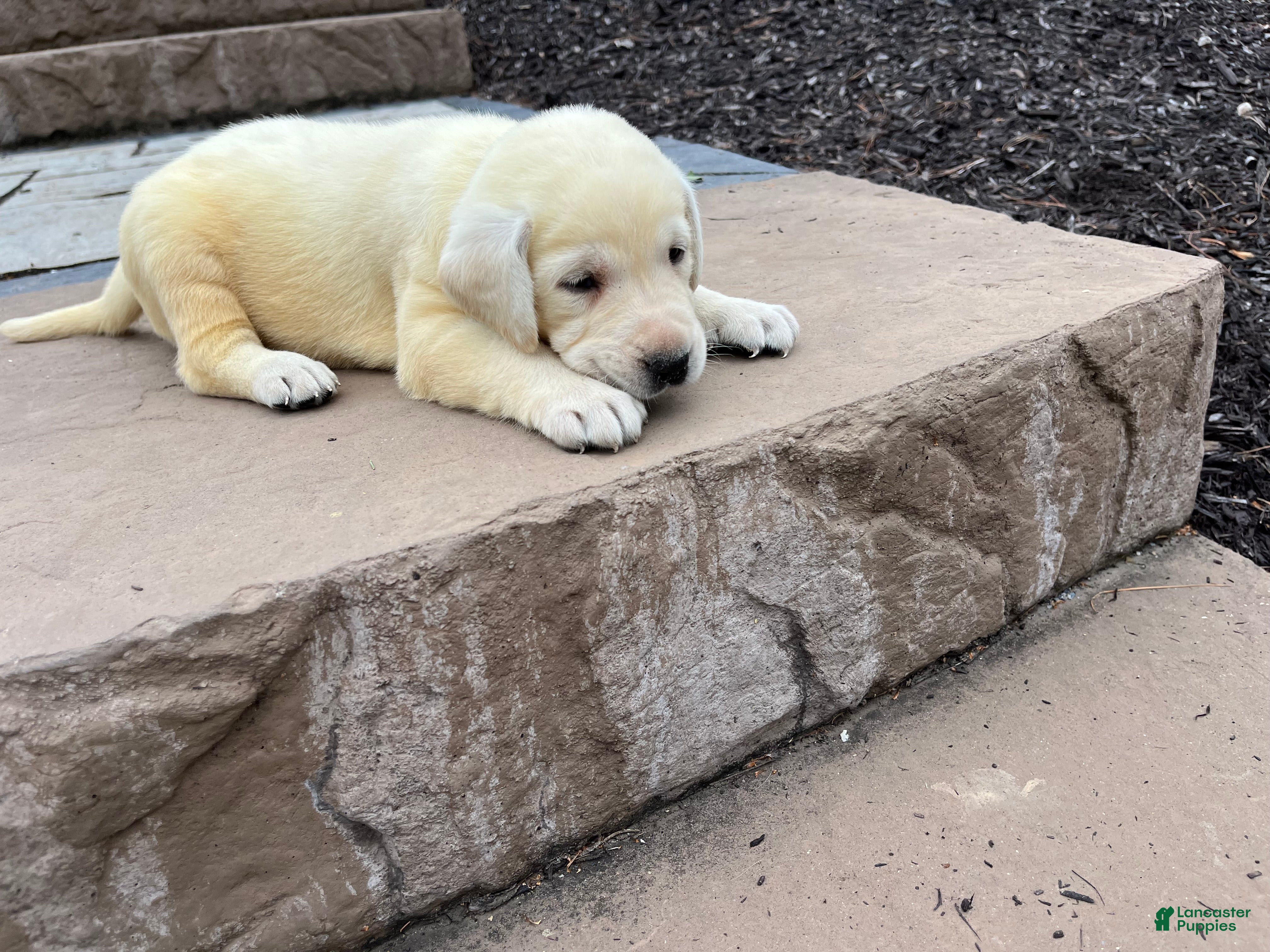 Labrador Retriever dogs for sale: Gracie - Ad 1