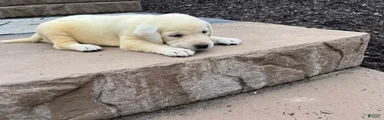 Gracie