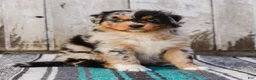 Australian Shepherd dogs for sale: Kisha - Ad 3