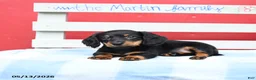 Miniature Dachshund dogs for sale: Amber - Ad 4