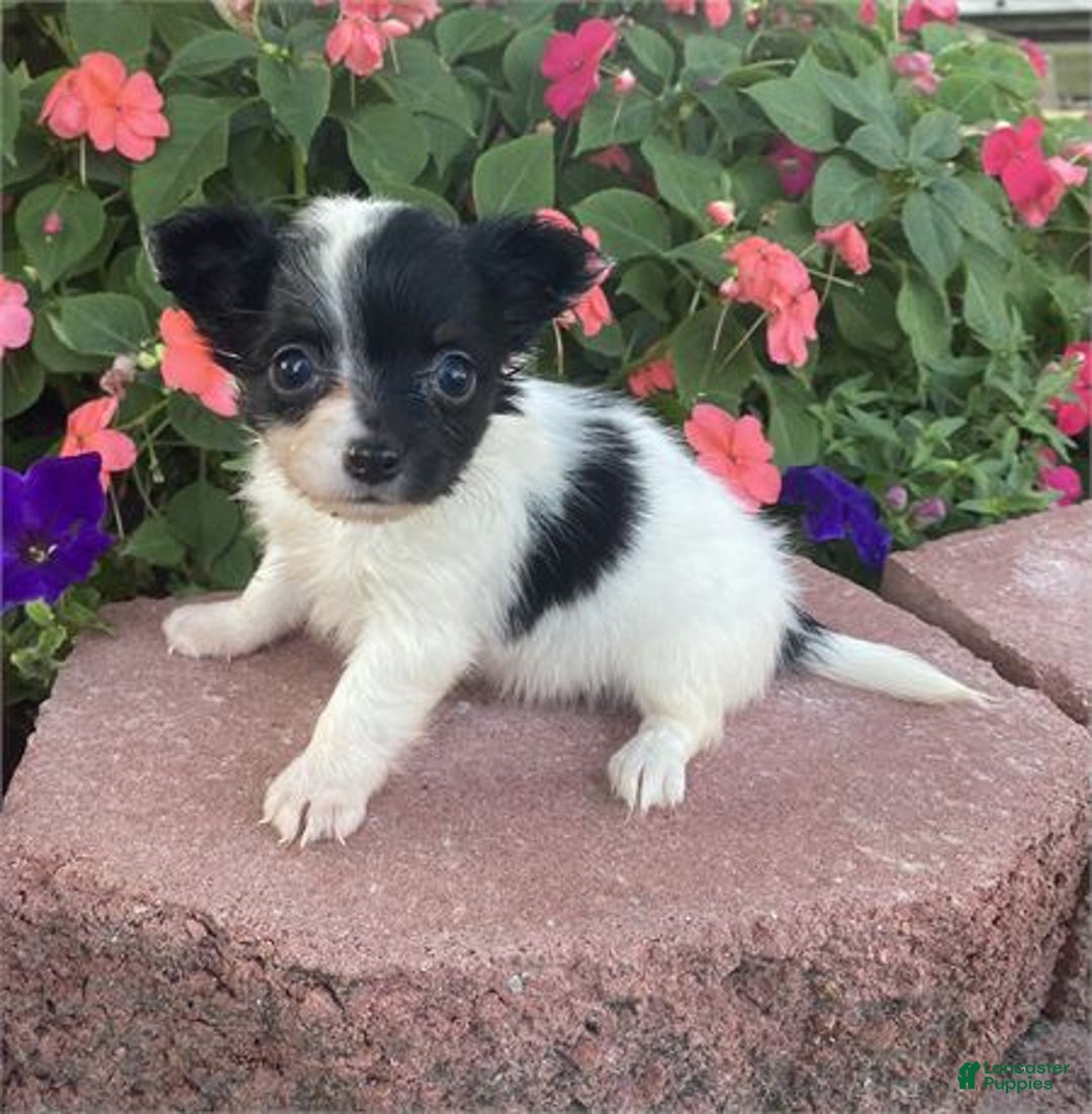 Chihuahua dogs for sale: Chihuahua Puppy 2 - Ad 2