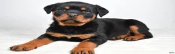 Rottweiler dogs for sale: Polly - Ad 4