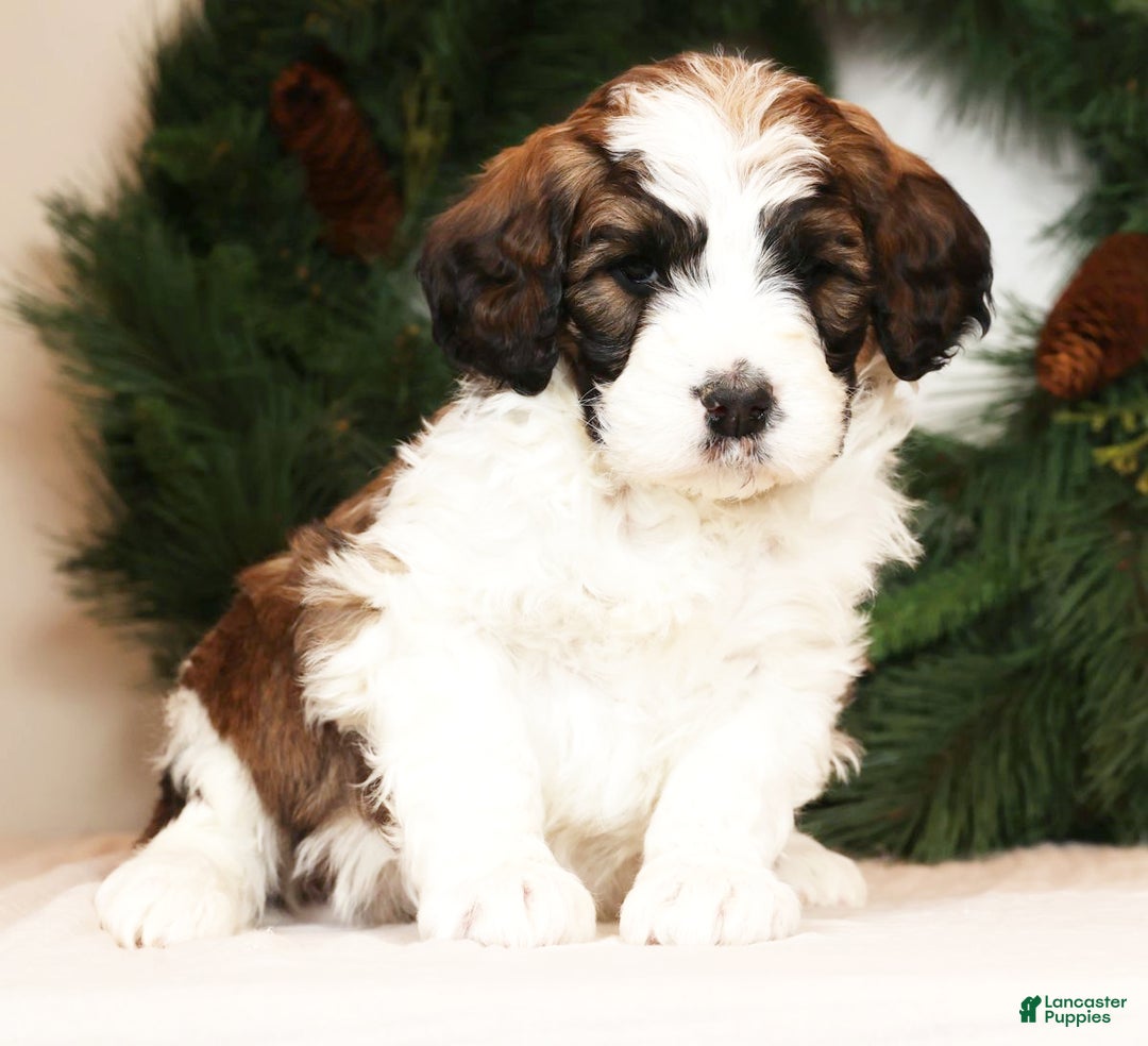 Saint Berdoodles dogs for sale: Sammy - Ad 2