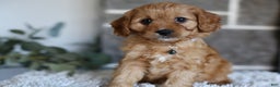 Cavapoo dogs for sale: Mochi - Ad 5
