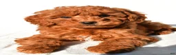 Mini Goldendoodle dogs for sale: Cinnamon  - Ad 3