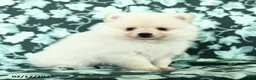 Pomeranian dogs for sale: Lovey Dovey - Ad 2