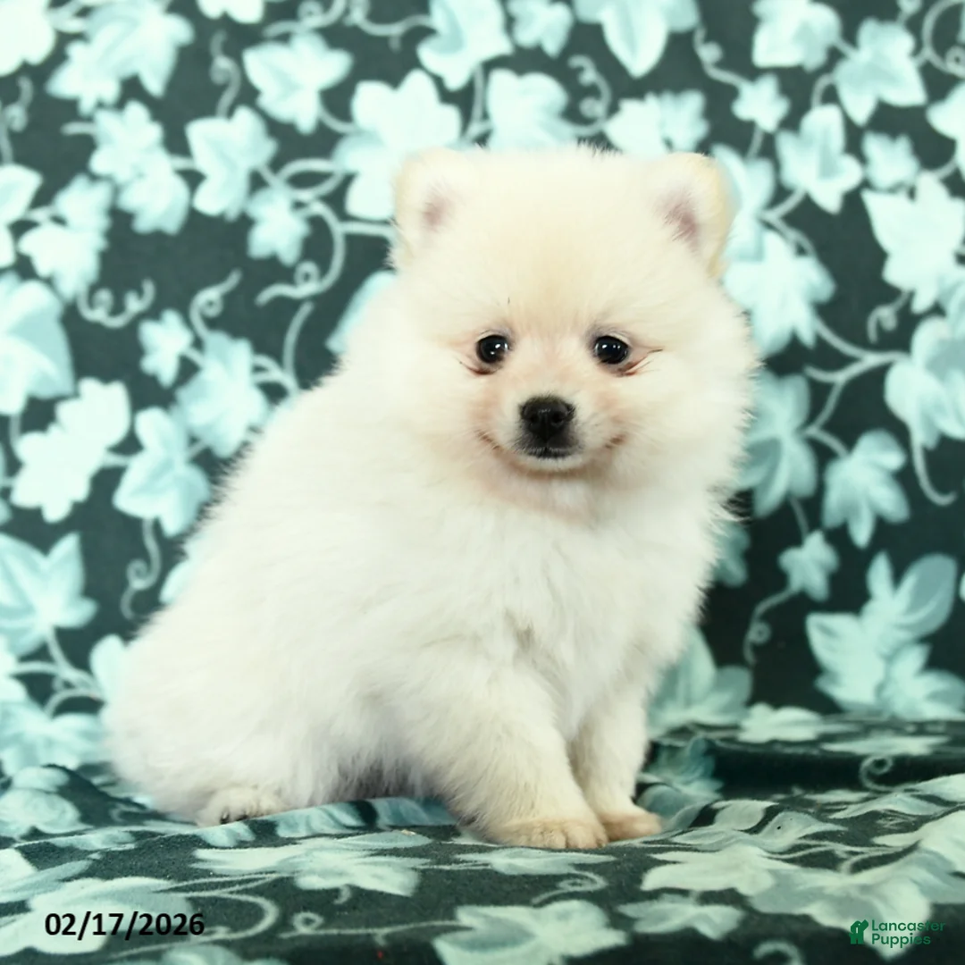 Pomeranian dogs for sale: Lovey Dovey - Ad 2
