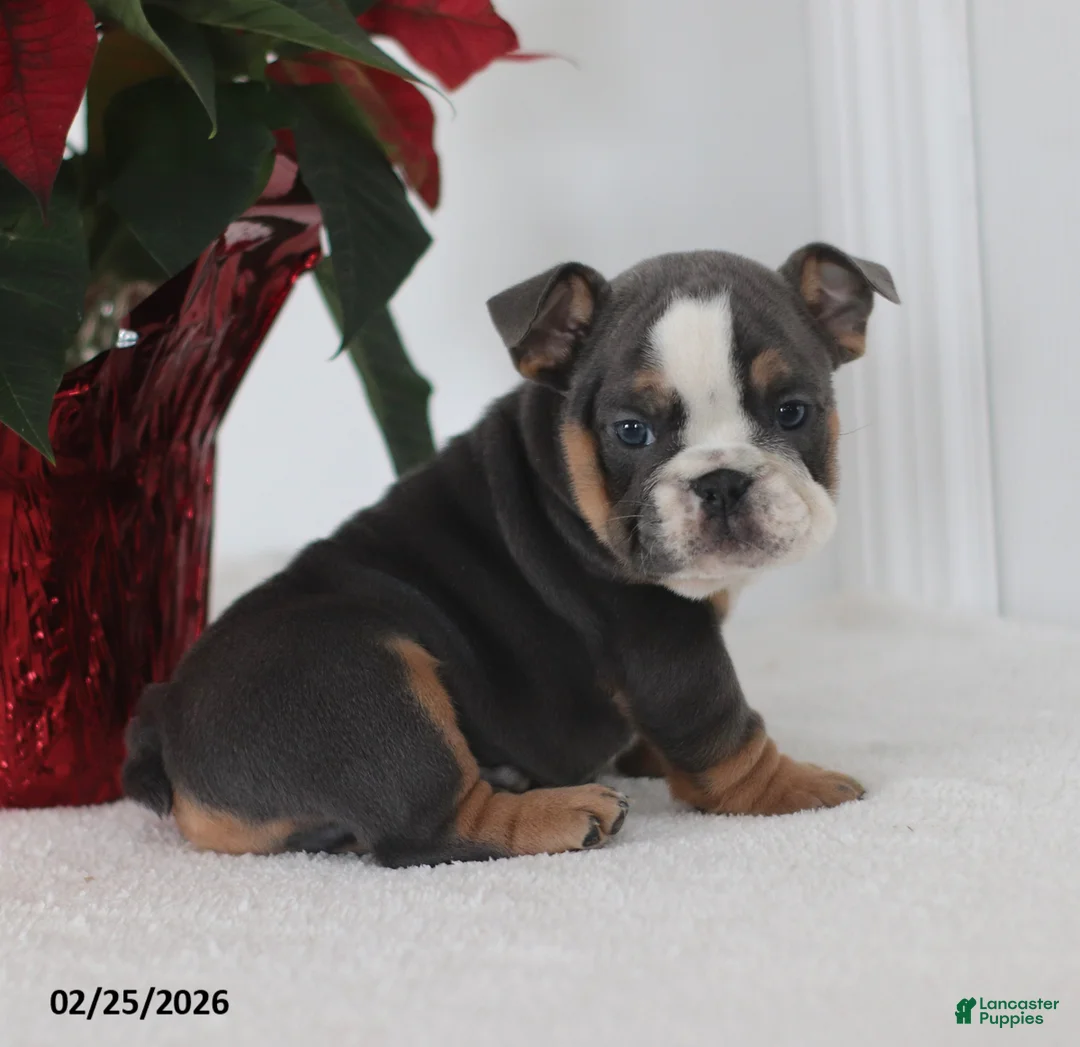 English Bulldog dogs for sale: Reno - Ad 1