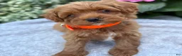 Toy Poodle dogs for sale: Patrick - Ad 11