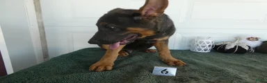 German Shepherd 6 B0