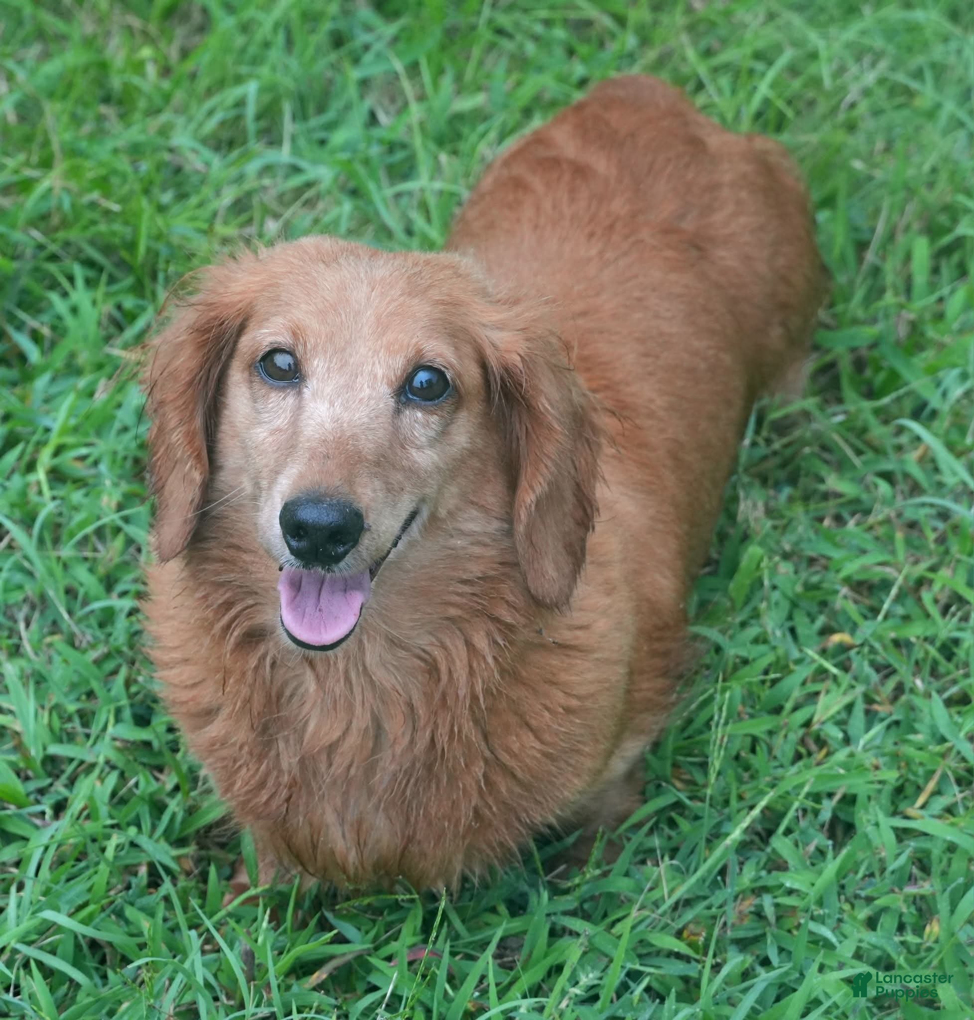 Chiweenie dogs Pippe - Ad 2