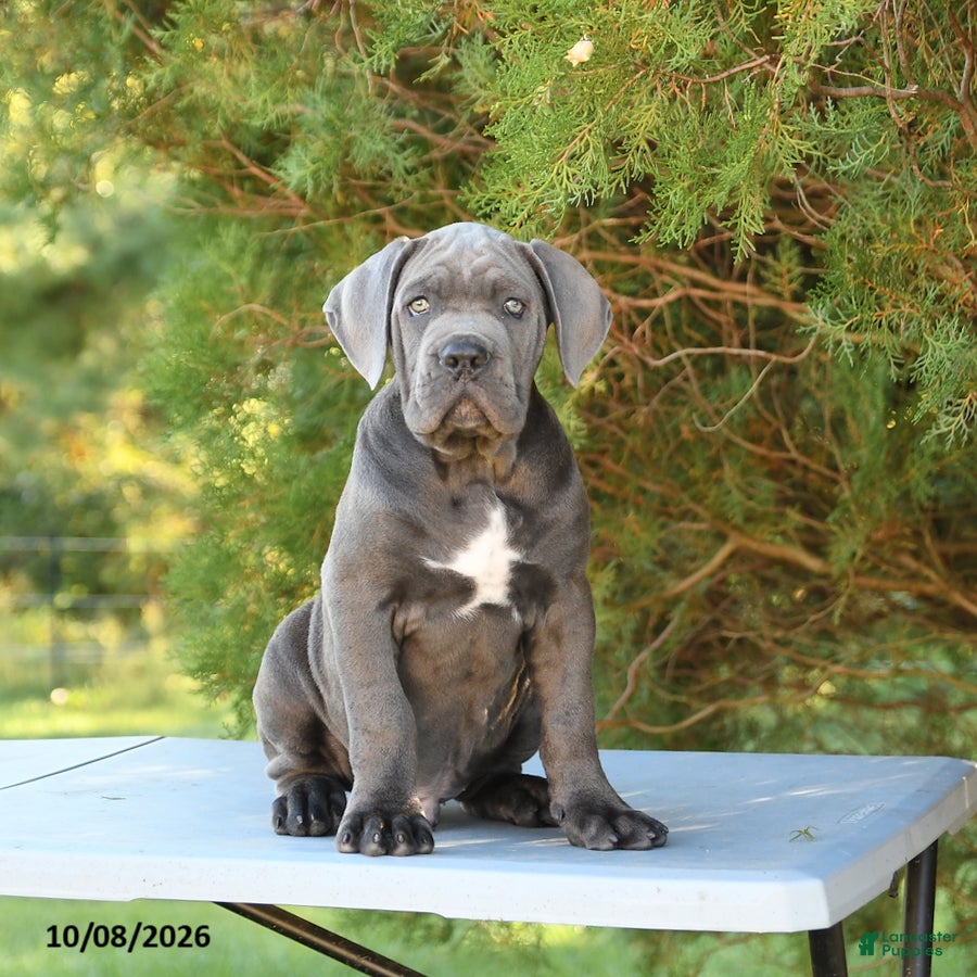 Cane Corso dogs Felix - Ad 1