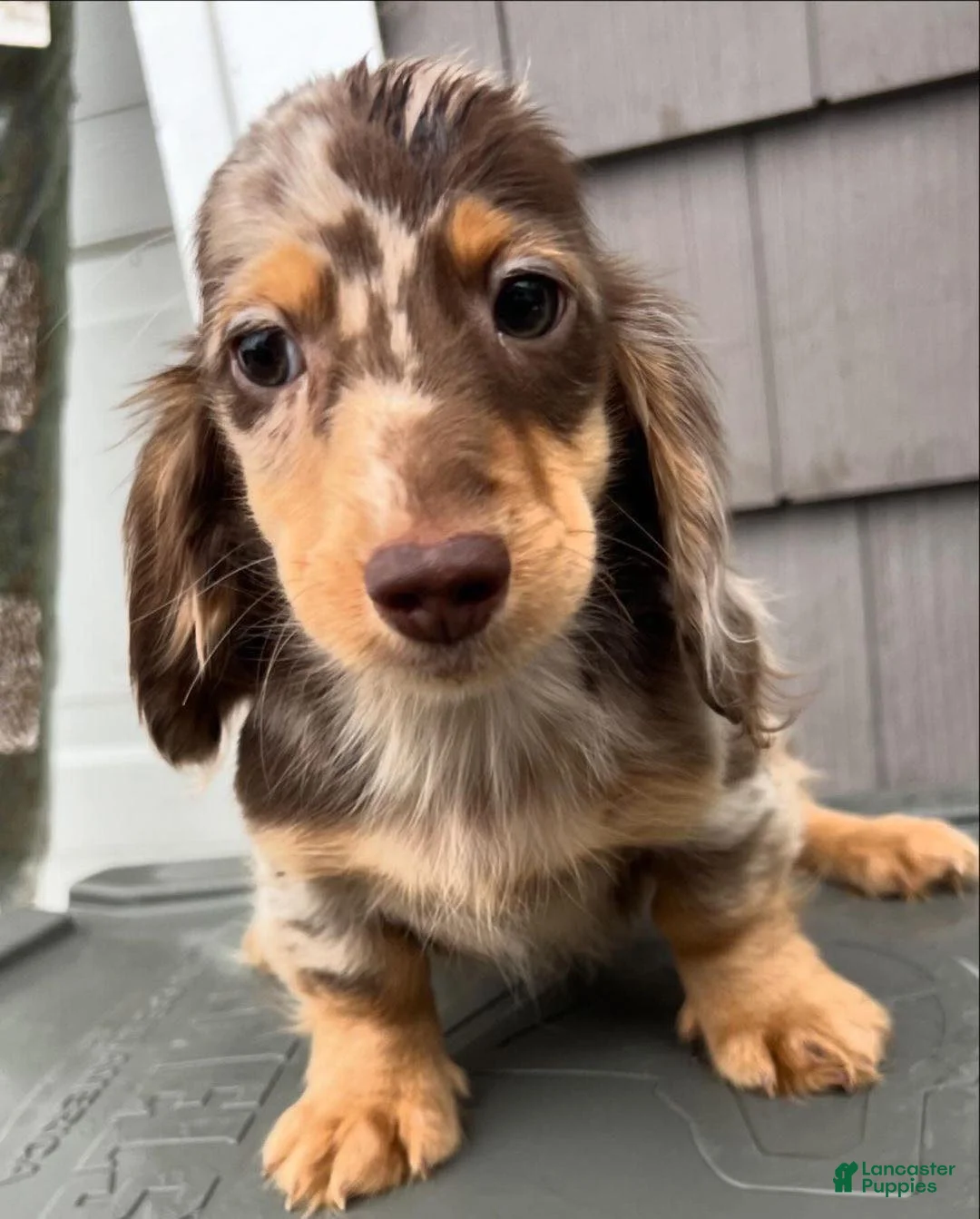 Miniature Dachshund dogs for sale:  Puppy 2 - Ad 2