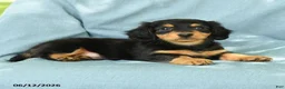 Miniature Dachshund dogs for sale: Oscar - Ad 3