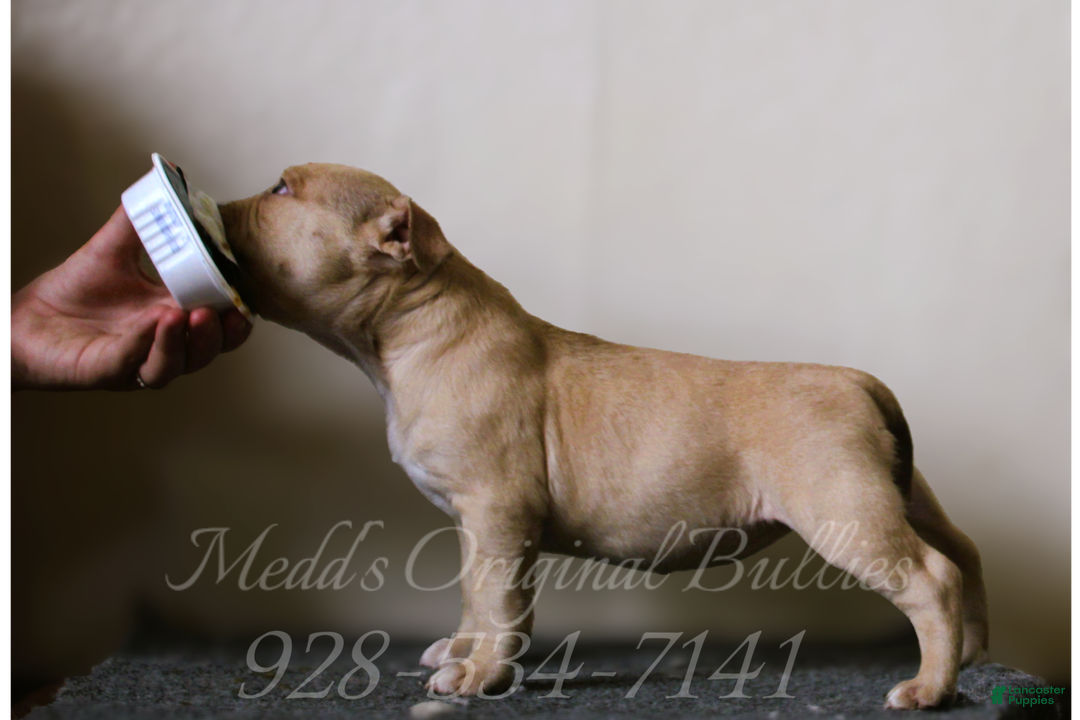 American Bully dogs for sale: Spice - Ad 2