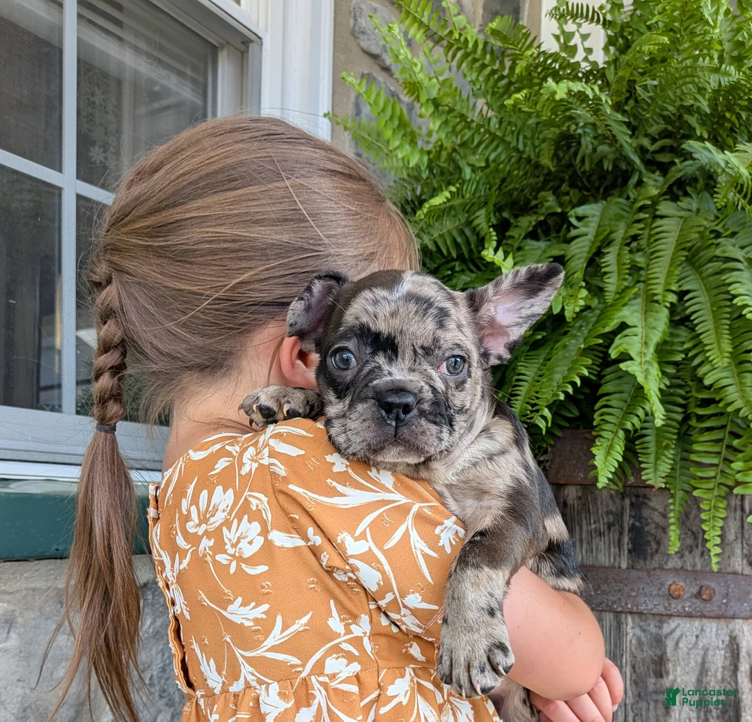 Frenchton dogs for sale: Frenchton Puppy 4 - Ad 1