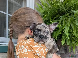 Frenchton dogs for sale: Frenchton Puppy 4 - Ad 2