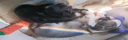 Chihuahua dogs for sale: Chihuahua 1 TRI-COLOR MALE - Ad 3