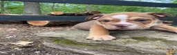 Mixed Breed dogs for sale: Tank - Ad 5