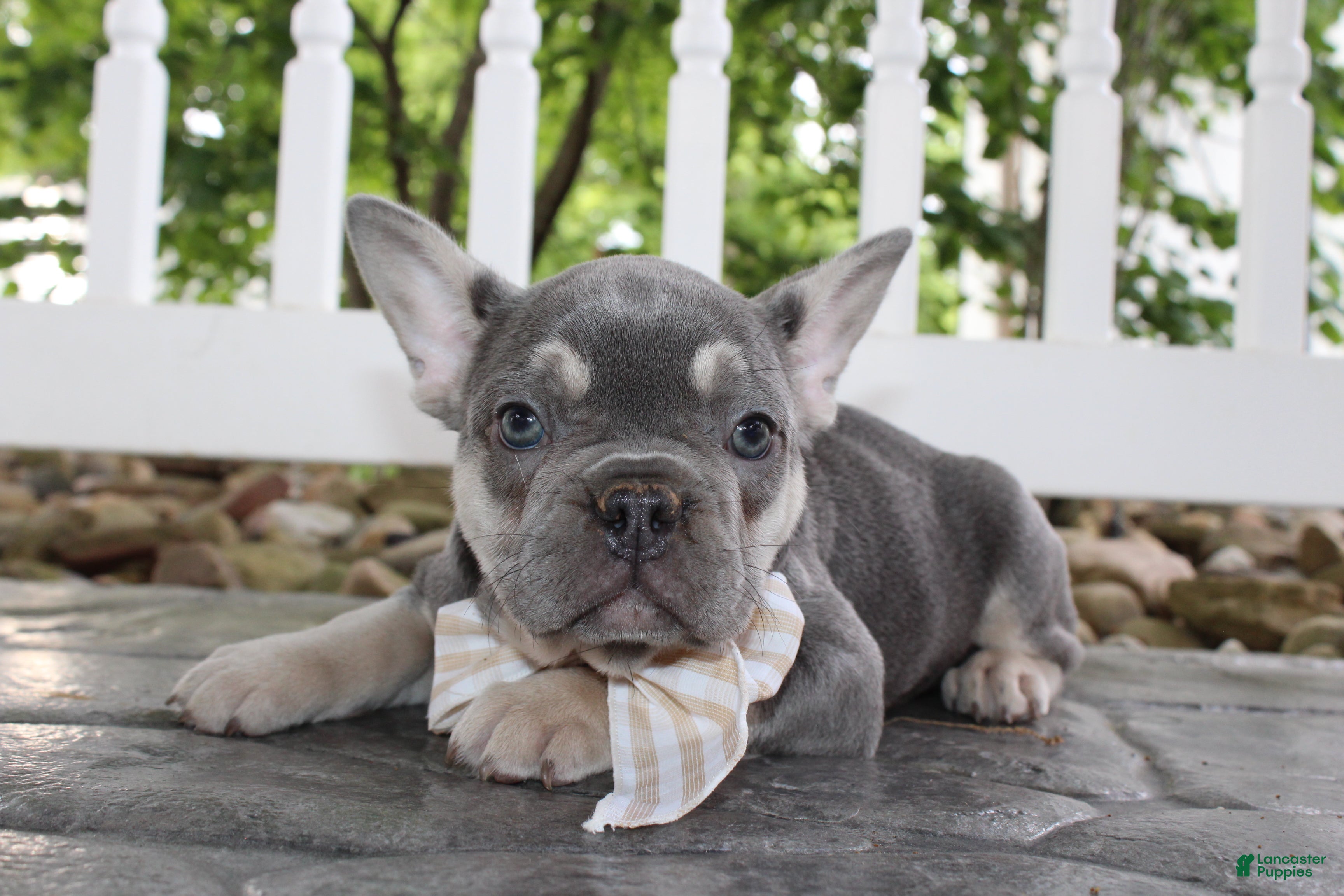 French Bulldog dogs for sale: AKC Harper - Ad 3