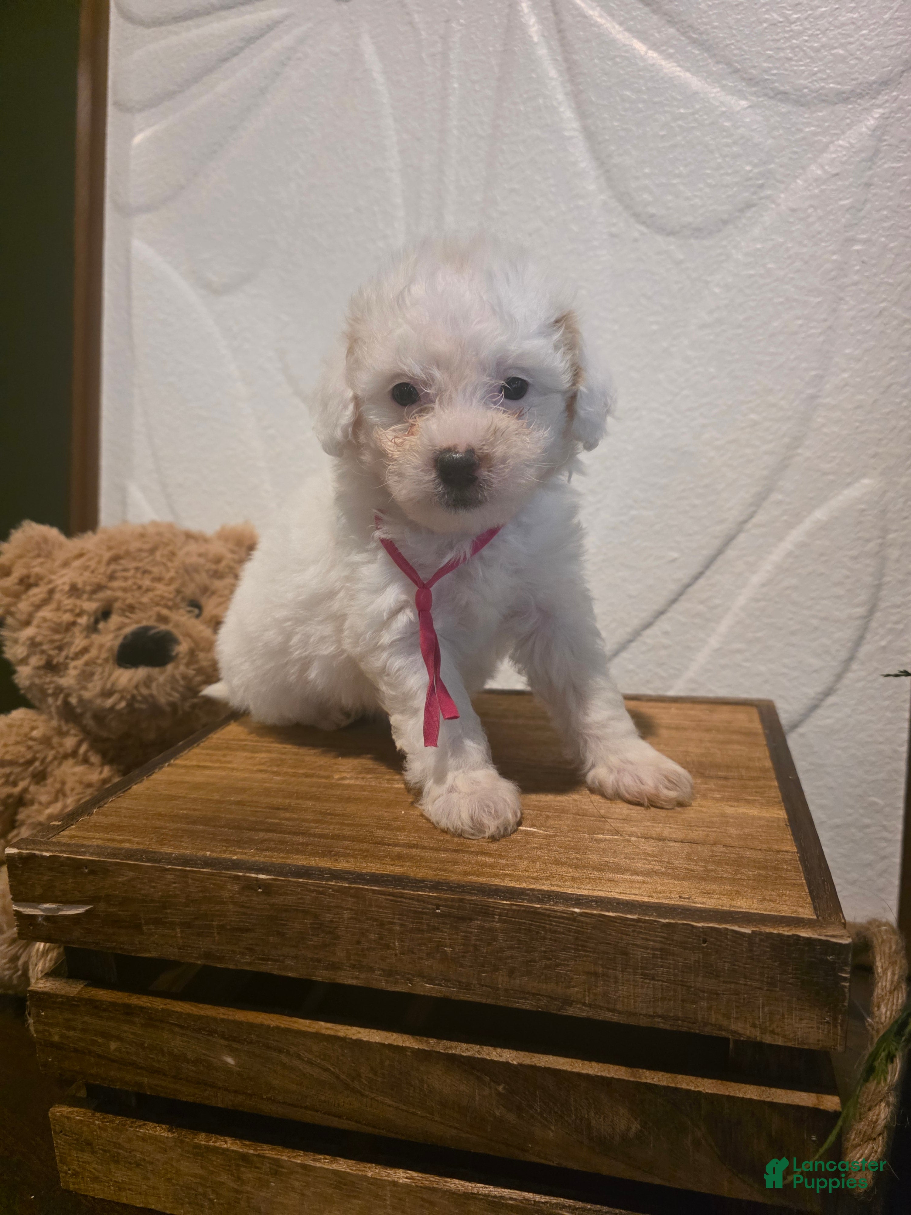 Mini Goldendoodle dogs Pink Collar Girl  - Ad 1