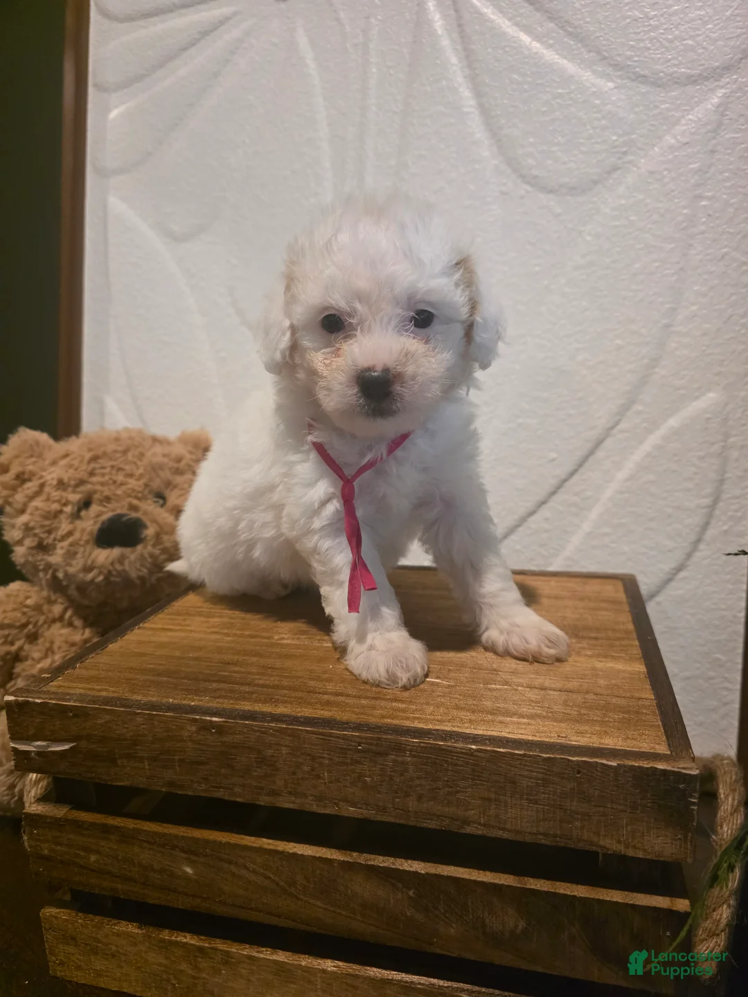 Mini Goldendoodle dogs for sale: Pink Collar Girl  - Ad 1