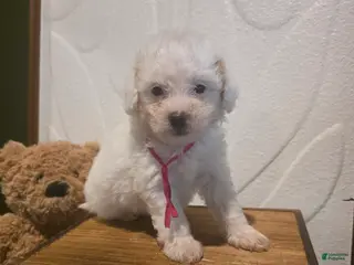 Mini Goldendoodle dogs for sale: Pink Collar Girl - Ad 1