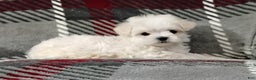 Maltese dogs for sale: Dana - Ad 2