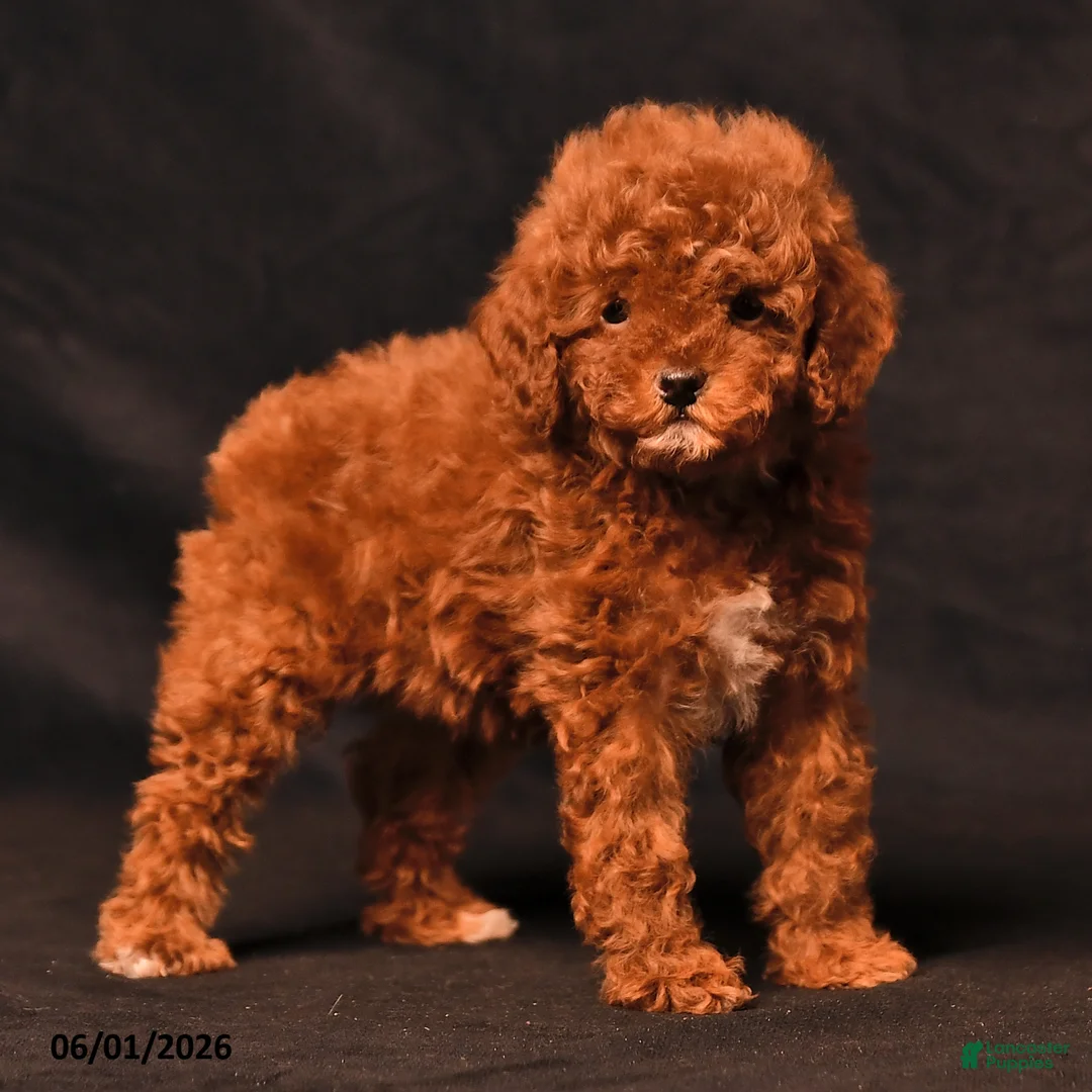 Toy Poodle dogs for sale: Tiny Daisy - Ad 2