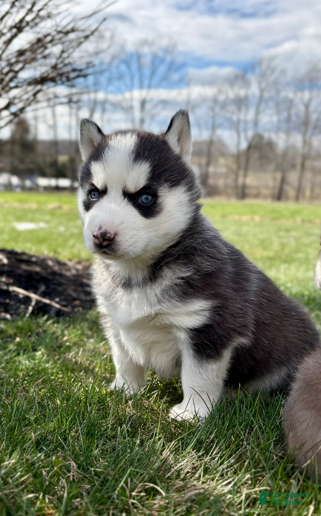 Siberian Husky dogs for sale: Beth - Ad 1