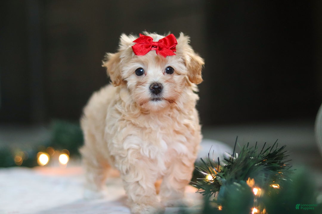 Havapoo dogs for sale: Reese - Ad 1